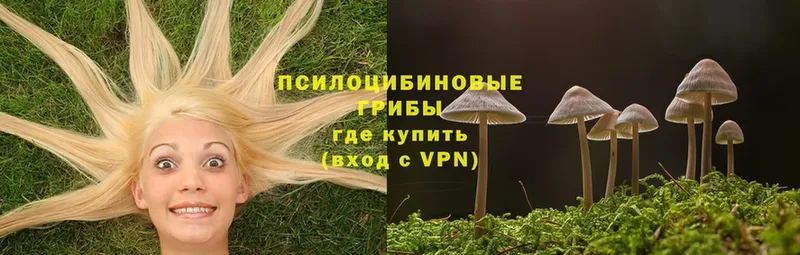 Галлюциногенные грибы Magic Shrooms  закладки  Ивангород 